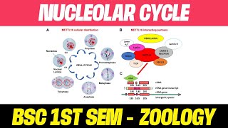 Nucleolar Cycle Notes in Hindi  BSC 1 SEMESTER  ZOOLOGY  R Study Adda [upl. by Aicerg376]