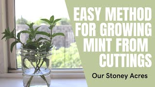 Easy Method for Growing Mint From Cuttings  Water Propagation of Mint is Simple [upl. by Geer]