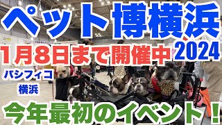 ペット博2024横浜 1月8日まで開催中！ 【 フレンチブルドッグ frenchbulldog 】 パシフィコ横浜 [upl. by Dragoon789]