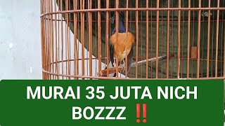 MURAI 35 JUTA NICH BOZZZZZ ‼️ [upl. by Mathias]