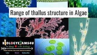 Range of Thallus Variation in Algae Simplified 5 minute video  Phycology biologyexams4u [upl. by Howenstein]