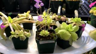 Flowering Carnivorous Plant Update Butterworts as house plants Pinguicula seasonal care [upl. by Bonns]