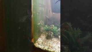 My Pygmy Corydoras out and about [upl. by Milicent]