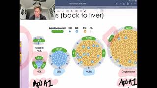 Chylomicrons HDL LDL and Lpa [upl. by Salaidh127]