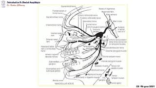 07 Introduction to innervation of the face [upl. by Lela290]