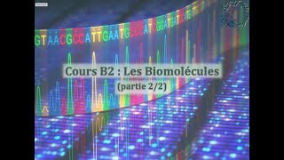 Cours B2  les biomolécules 22  acides aminésprotéines  nucléotidesacides nucléiques [upl. by Ardnassak186]