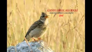 CANTO DELLE ALLODOLE 2015 [upl. by Elmore]