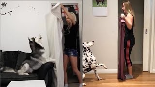 Dog Reaction to Magic Trick with Blanket  Funny Dog Reaction to Magic Trick Compilation [upl. by Anayeek549]