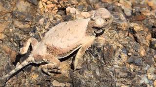 Roundtail Horned Lizard Phrynosoma modestum Sitting Stealthy and Then Hes Gone [upl. by Cargian589]