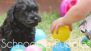 Very Cute Schnoodles [upl. by Sproul]