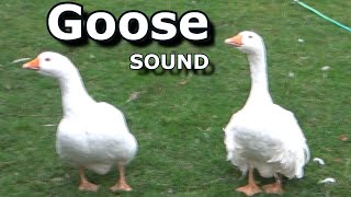 Goose Sounds  The Sound a Goose Makes  Learn Animal amp Bird Sounds [upl. by Atilol]