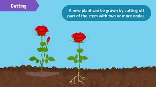 Types of Reproduction in Plants [upl. by Nide]