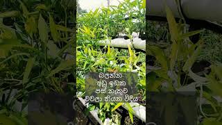 urban home garden srilanka new technology new inovation hydroponics without soil nature [upl. by Salmon]