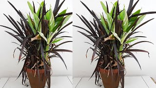 Caring for repotting and propagating the Cast iron plant and Phormium black [upl. by Alaikim195]