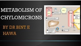 Metabolism of Chylomicrons Lipoproteins By Dr Bint e Hawa [upl. by Colligan]