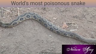 Worlds most poisonous snake and air poisonous snake Nature Ajay [upl. by Ramas]