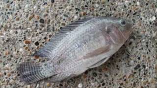 Pesca de Tilapia en la Hosteria La Florida Tropical Olaya Antioquia Colombia [upl. by O'Dell]