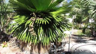 The Cuban Petticoat Palm  Copernicia Macroglossa [upl. by Kingsbury375]