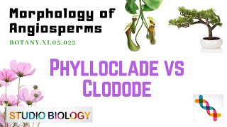 Class 11Botany LectureDiscuss The Differences Between Phylloclade And Cladode With Diagram 322 [upl. by Scever]