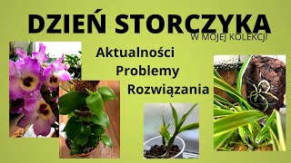 Dzień Storczyka Oddzielanie keiki przesadzanie Dendrobium Nobile ukorzenianie wanilii [upl. by Aras912]