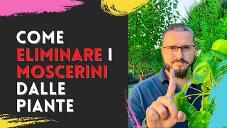 Come ELIMINARE i MOSCERINI neri dalle Piante DEFINITIVAMENTE [upl. by Netnert218]