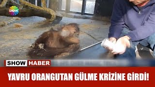 Yavru orangutan gülme krizine girdi [upl. by Scopp542]