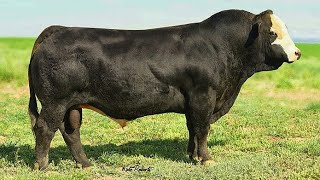 Black Simmental bulls [upl. by Lehar]