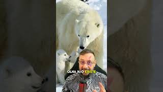 Por Que O Humano Não Pode Comer Carne De Urso Polar Será [upl. by Eidua]