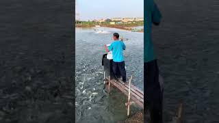 The process of feeding fish feed to pond fish [upl. by Ger]