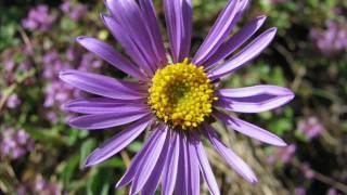 quotAlpenAster Aster alpinusquot Eine Fotoschau von Karin und Wolfgang Schmökel [upl. by Enedan]