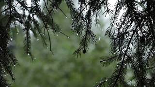 Relaxing Sound of Rain and Wind in Forest 1 Hour  Rain Drops Falling From Trees with Wind [upl. by Caitlin]