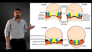 face development part1  Embryology شرح علم الاجنة تكوين الوجه ج1 [upl. by Ahsea]