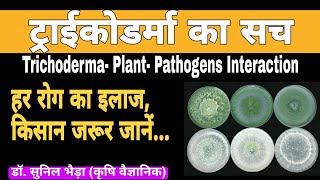 What is Trichoderma  How Trichoderma Work  Trichoderma Plant Pathogens Interactionkhetikadoctor [upl. by Ullyot]