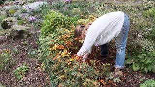 Astilbe lifting and splitting in autumn  Burncoose Nurseries [upl. by Arlee938]