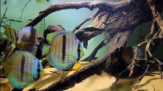 My wild fish Tefe Green Discus Heckel Discus and Atabapo Altums [upl. by Inoue]