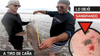 A tiro de caña tiburón Cazón Pesca de Tiburón pesca cazon tiburón shark surfcasting viral [upl. by Revilo159]