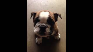 Bulldog Puppy Barking [upl. by Nuahc559]