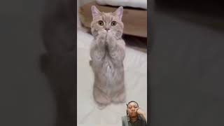 Funny Cat Dance shorts trending viral catdance [upl. by Alakcim]