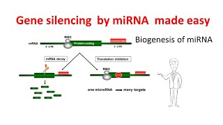 Gene silencing by microRNAs  miRNA biogenesis  miRNA mechanism  Gene silencing by miRNAs [upl. by Harl268]