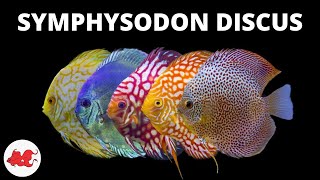 Discus  Symphysodon discus ✔ [upl. by Woll596]