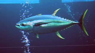 Facts The Yellowfin Tuna [upl. by Adella]