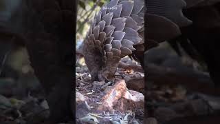 Why Pangolins Are the Only Mammals Covered in Scales shorts buzzbilt [upl. by Lhary]