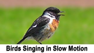 Birds Singing and Chirping in Slow Motion with Slowed Down Bird Song [upl. by Aicilegna]