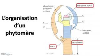 Le développement de la plante  croissance et organogenèse chez les végétaux [upl. by Euqenimod]