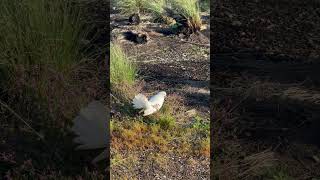 Fantailed Pigeon in Tasmania  fantailedpigeon pigeon [upl. by Scoville871]