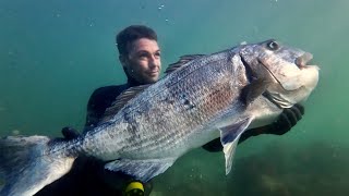 This fish took me 10 years to find  spearfishing 16KG White Musselcracker [upl. by Pontius591]