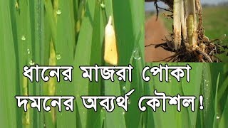 How to control Rice Yellow Stem Borer Special Tips ধানের মাজরা পোকা দমন [upl. by Nniw]