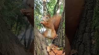 🐿🌰Mr Zbyszek🐿🌳 shorts wiewiórka squirrel redsquirrel sweetanimals wildsquirrel animals [upl. by Awe817]