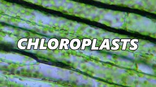 Chloroplasts amp Cell Cyclosis Under the Microscope [upl. by Boucher]