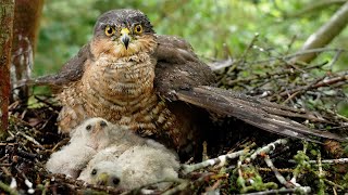 Sparrowhawk Protects Chicks From Rain  4K  Discover Wildlife  Robert E Fuller [upl. by Inal]